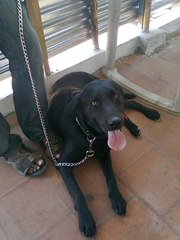 mating - male labrador,  Kanni dog available for mating