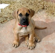  Imported bloodline Great Dane  Puppies available..