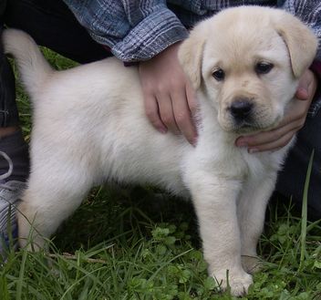 labrador pups